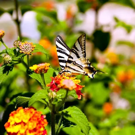 Monte Do Alamo - Agroturismo *