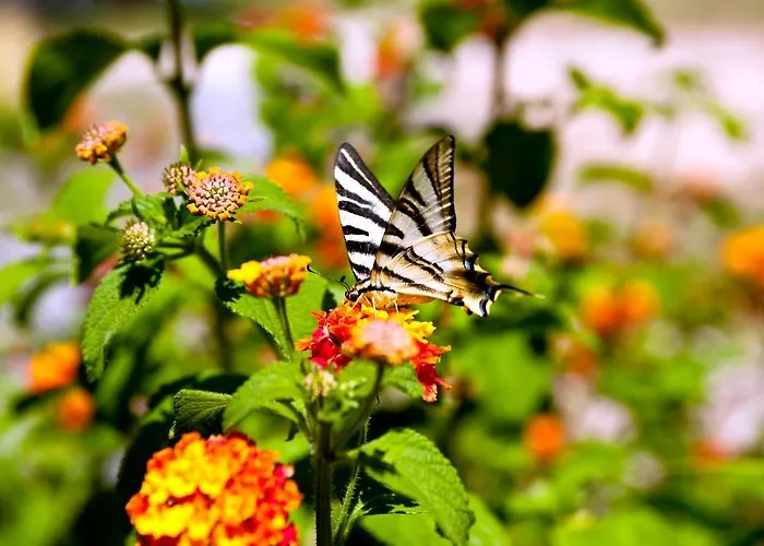 Monte Do Alamo - ファームステイ *